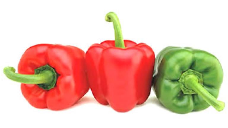 cultivo de Pimiento
