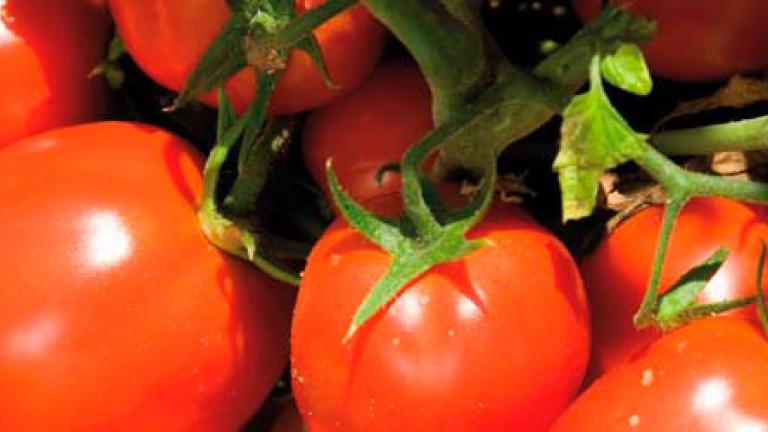 cultivo del Tomate