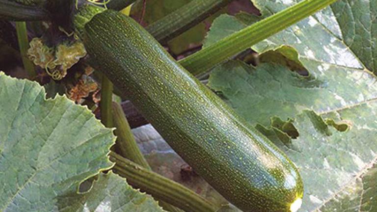 cultivo del Calabacín