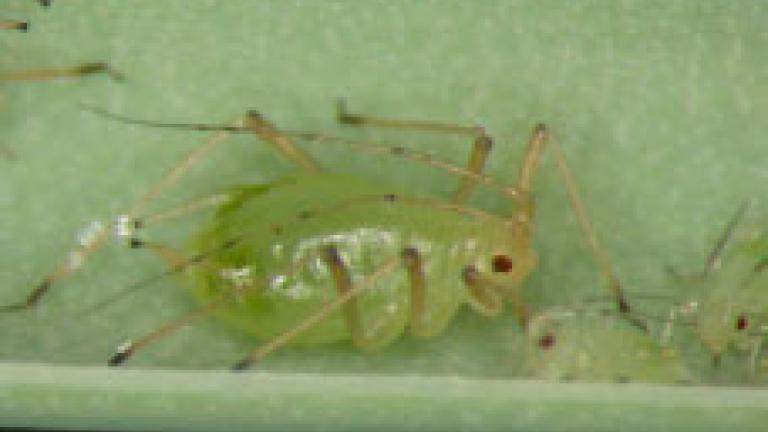 aulacorthum