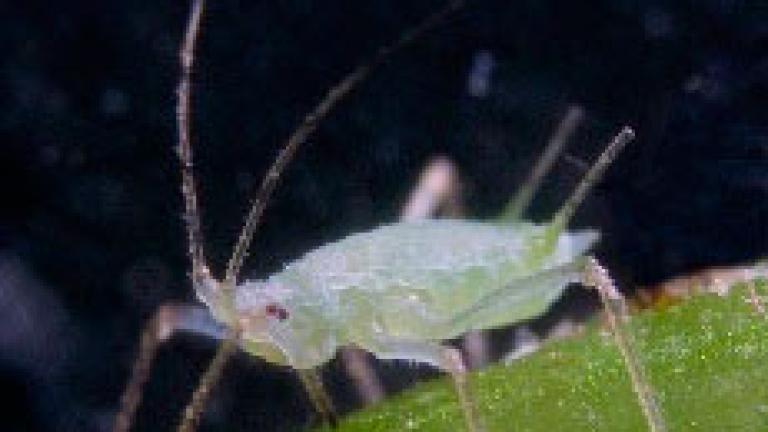 macrosiphum adulto
