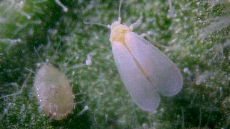 Trialeurodes vaporariorum larva y adulto