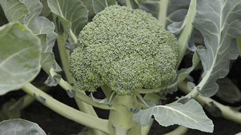 Brassicas
