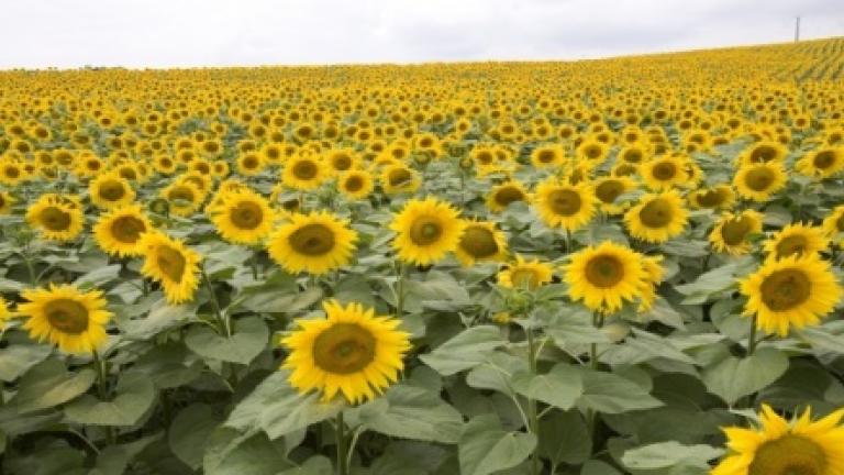 Girasoles