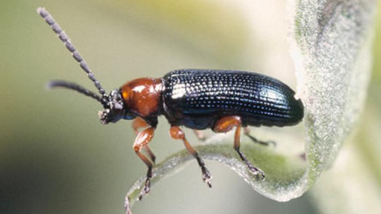 Oulema melanopus