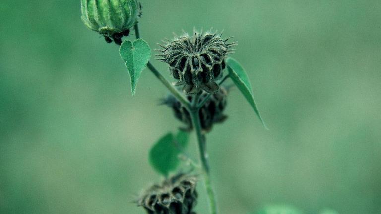 Abutilón, Dicotiledóneas anuales