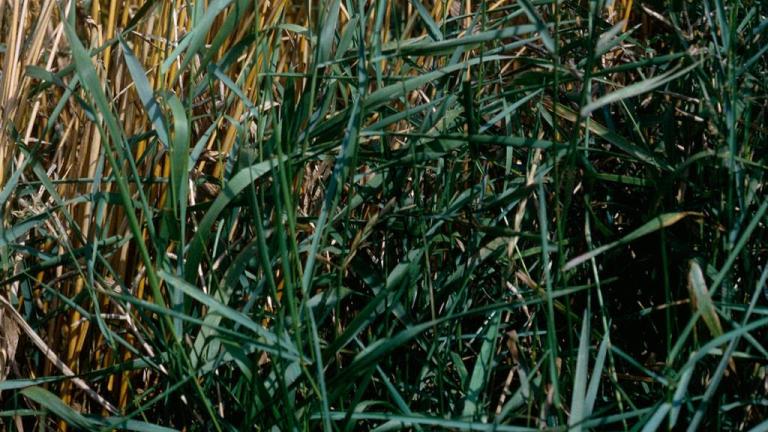 Grama del norte, Gramíneas anuales y perennes