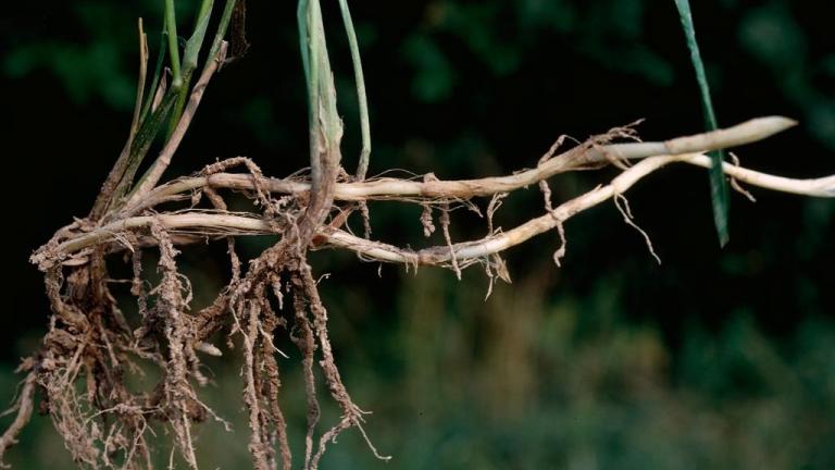 Grama del norte, Gramíneas anuales y perennes