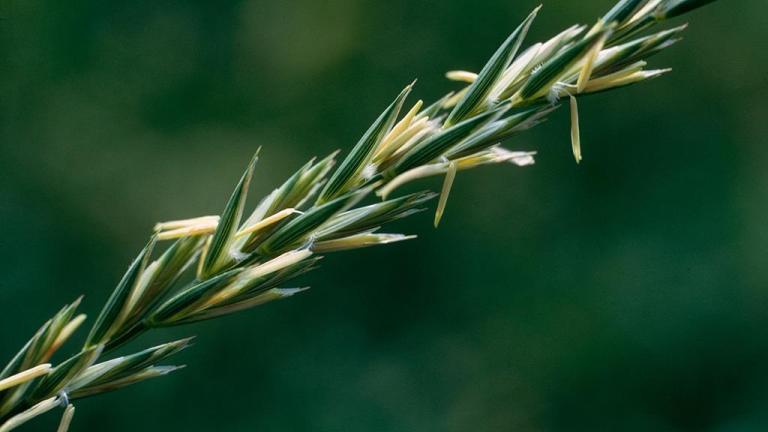 Grama del norte, Gramíneas anuales y perennes