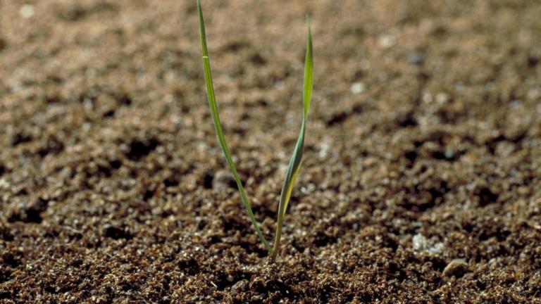 Grama del norte, Gramíneas anuales y perennes