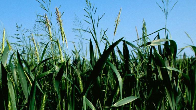 Heno gris, Gramíneas anuales y perennes