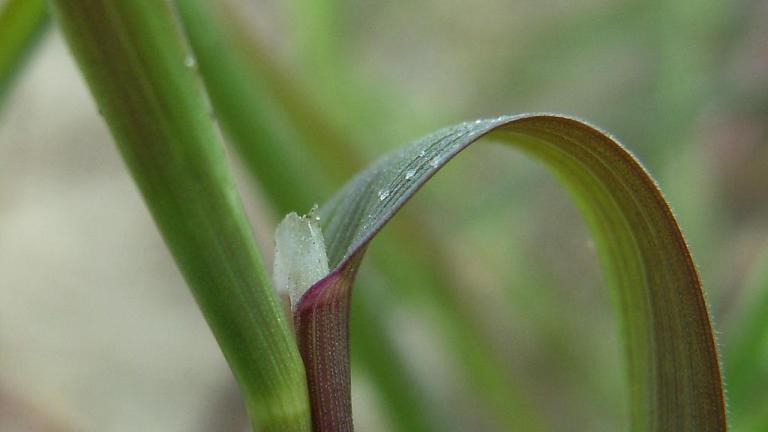 Heno gris, Gramíneas anuales y perennes