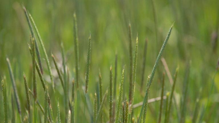 Cola de zorra, Gramíneas anuales y perennes