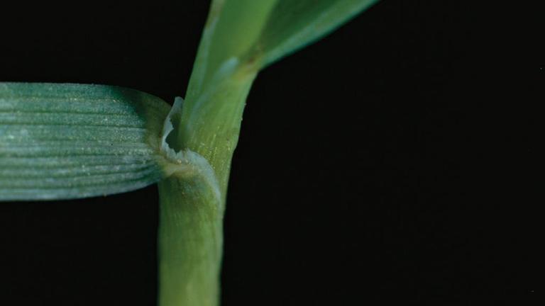 Cola de zorra, Gramíneas anuales y perennes