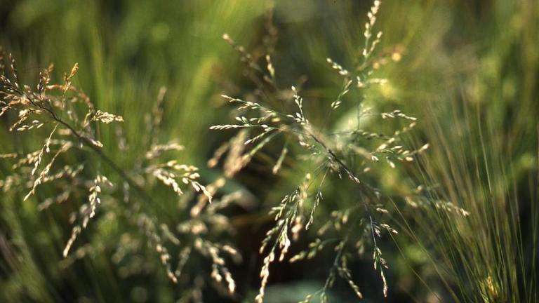 Apera, Gramíneas anuales y perennes