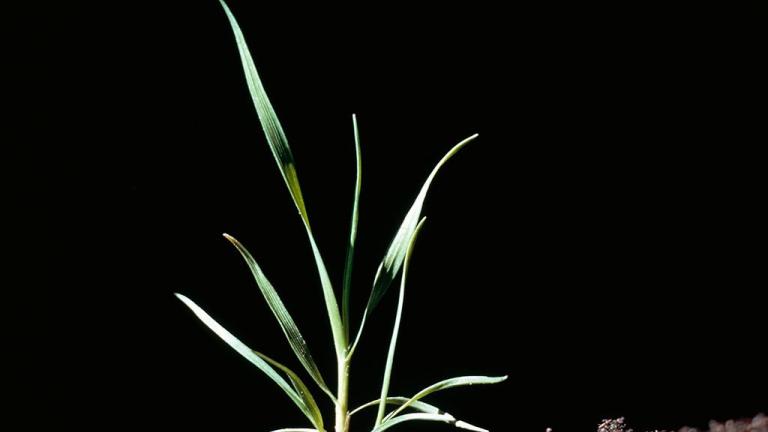 Apera, Gramíneas anuales y perennes
