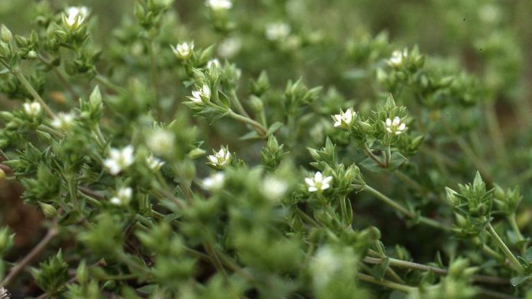 Arenaria, Dicotiledóneas anuales