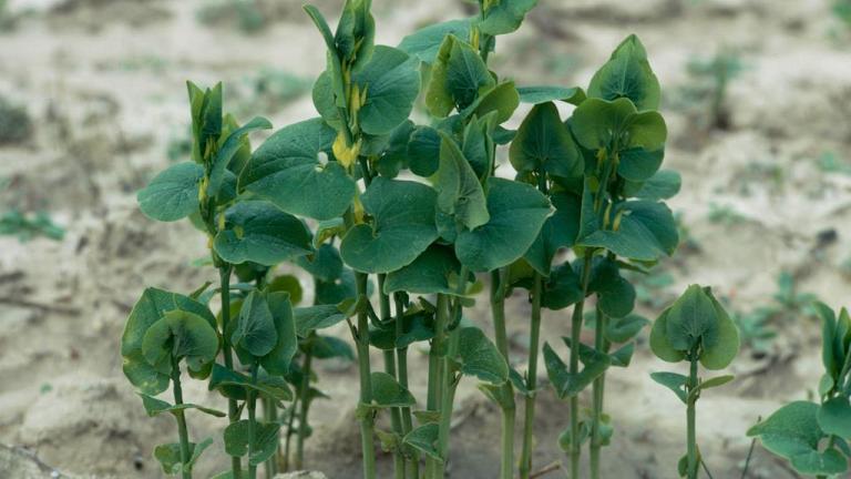 Aristoloquia,, Dicotiledóneas perennes