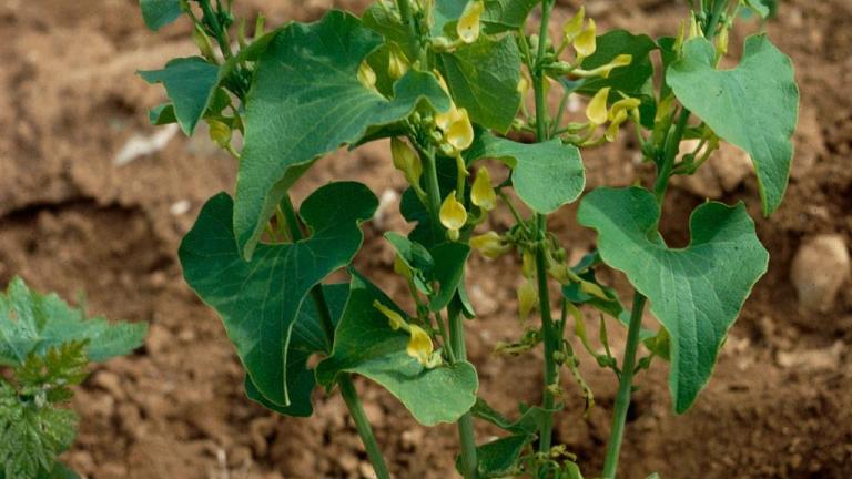 Aristoloquia,, Dicotiledóneas perennes