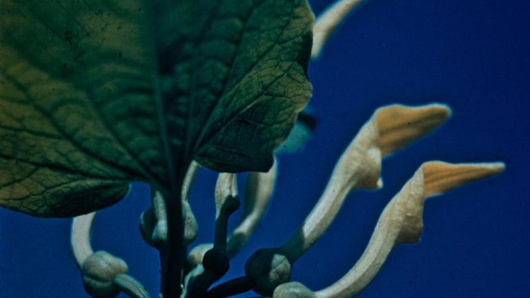 Aristoloquia,, Dicotiledóneas perennes