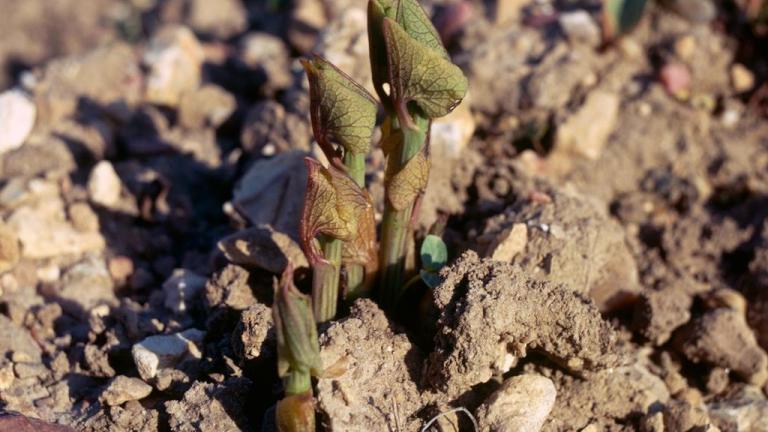 Aristoloquia,, Dicotiledóneas perennes