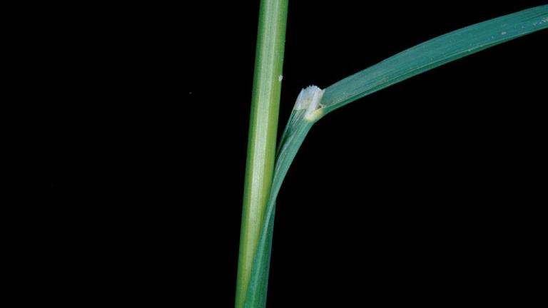 Avena descollada, Gramíneas anuales y perennes
