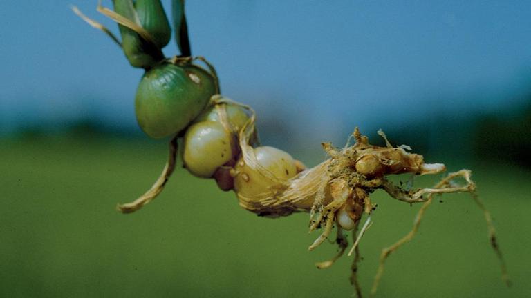 Avena descollada, Gramíneas anuales y perennes
