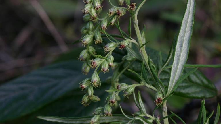 Ajenjo., Dicotiledóneas perennes