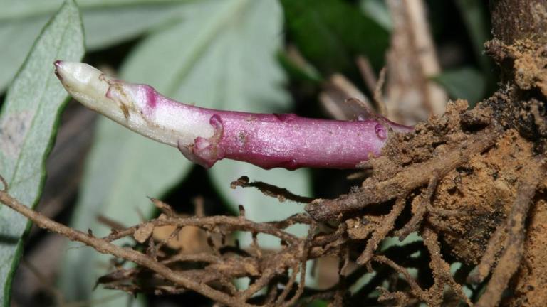 Ajenjo., Dicotiledóneas perennes