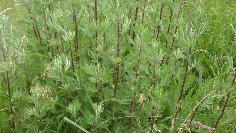 Artemisa,, Dicotiledóneas perennes