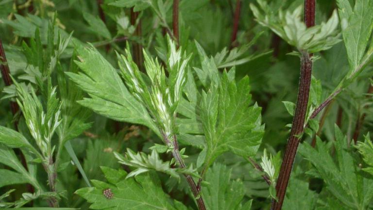 Artemisa,, Dicotiledóneas perennes
