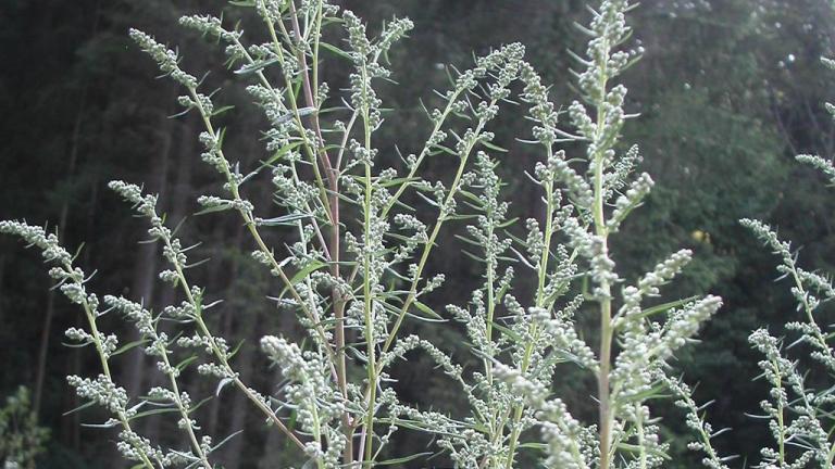 Artemisa,, Dicotiledóneas perennes
