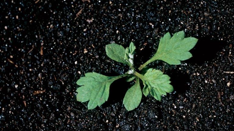 Artemisa,, Dicotiledóneas perennes