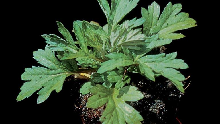 Artemisa,, Dicotiledóneas perennes