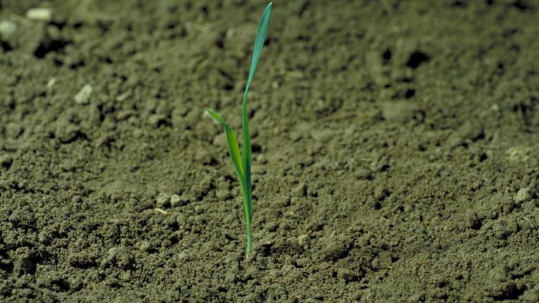 Avena loca, Gramíneas anuales y perennes