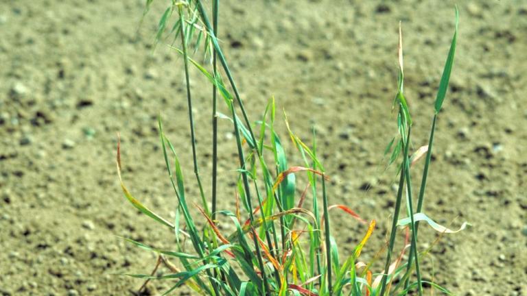 Avena loca, Gramíneas anuales y perennes
