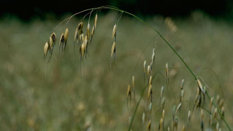 Avena loca, Gramíneas anuales y perennes