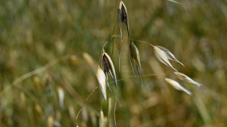 Avena loca, Gramíneas anuales y perennes
