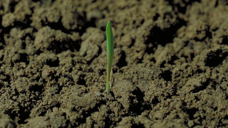 Avena loca, Gramíneas anuales y perennes