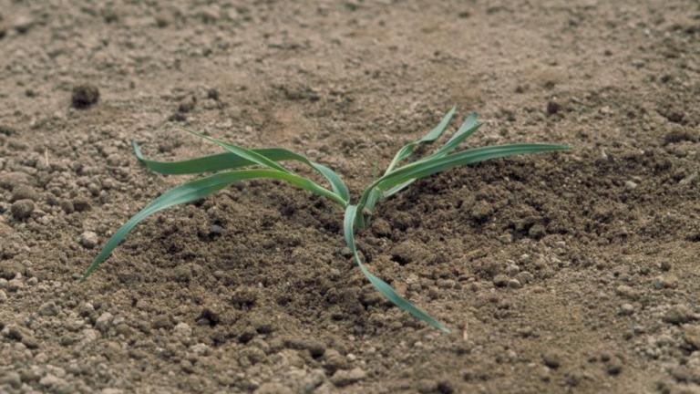 Avena loca, Gramíneas anuales y perennes