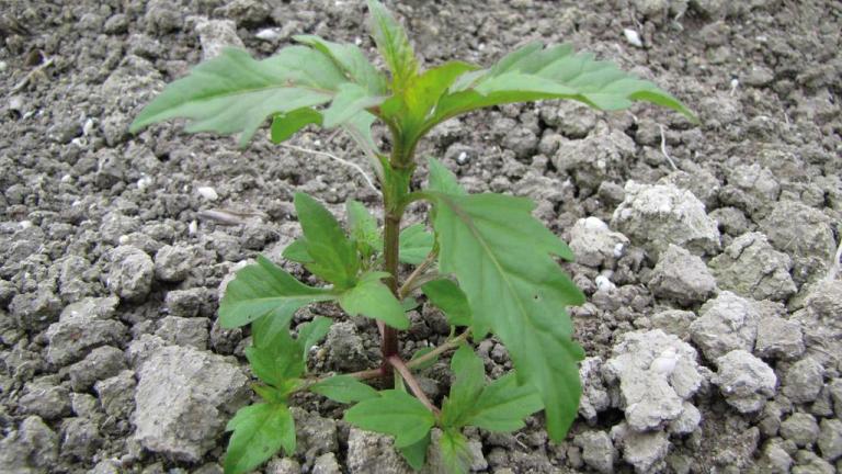 Bidens, Dicotiledóneas anuales