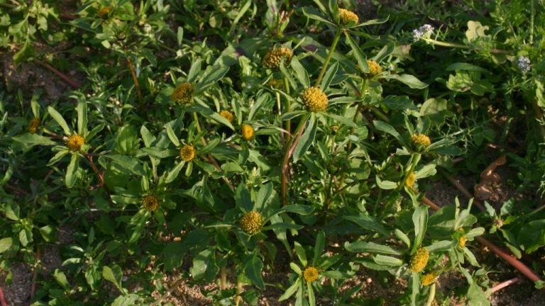 Bidens, Dicotiledóneas anuales