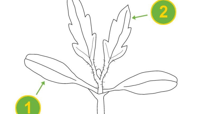 Bidens, Dicotiledóneas anuales