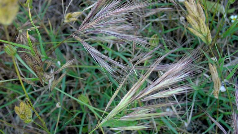 Bromo, Gramíneas anuales y perennes