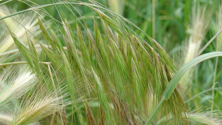 Bromo, Gramíneas anuales y perennes
