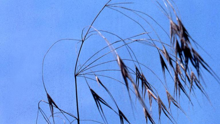 Bromo, Gramíneas anuales y perennes