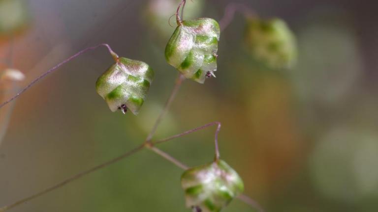 Caracolillos, Gramíneas anuales y perennes