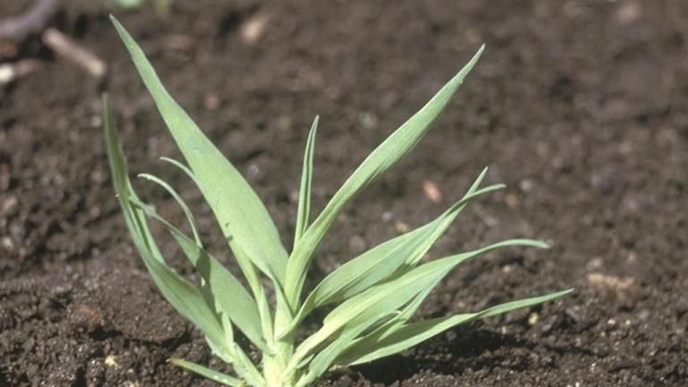 Caracolillos, Gramíneas anuales y perennes