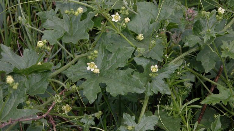 Brionia, Dicotiledóneas perennes