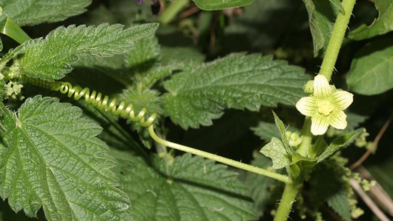 Brionia, Dicotiledóneas perennes
